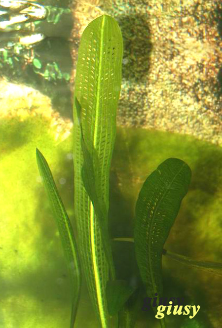 Aponogeton madagascariensis var. madagascariensis