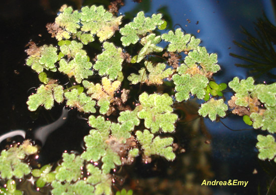 Azolla caroliniana