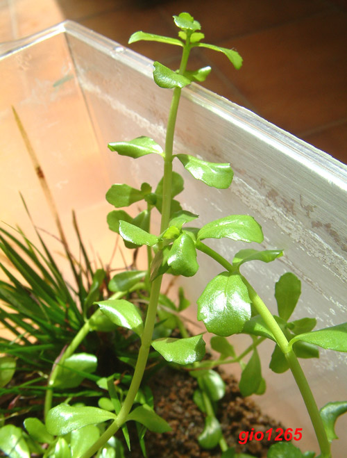 Bacopa caroliniana in emerso