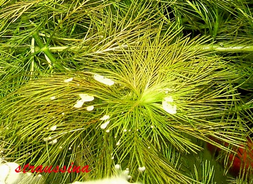 Ceratophyllum demersum rotstengeling