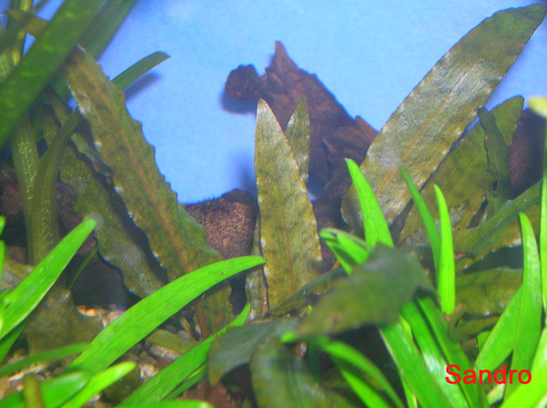 Cryptocoryne beckettii