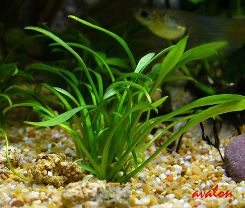 Cryptocoryne parva