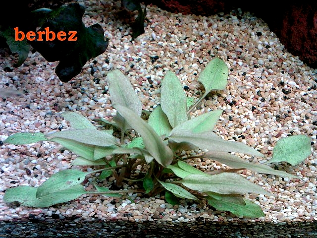 Cryptocoryne petchil amlet