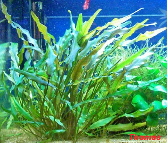 Cryptocoryne x willisii