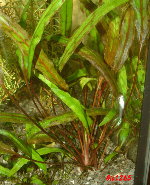 Cryptocoryne x willisii