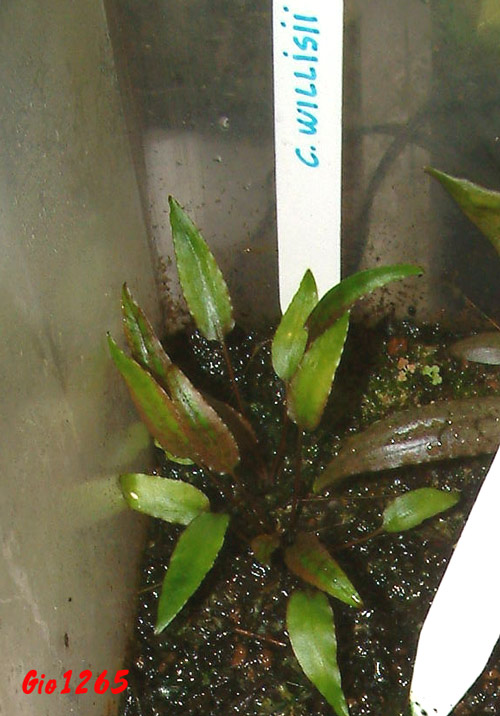 Cryptocoryne x willisii in emerrso