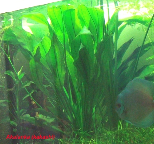 Echinodorus bleheri