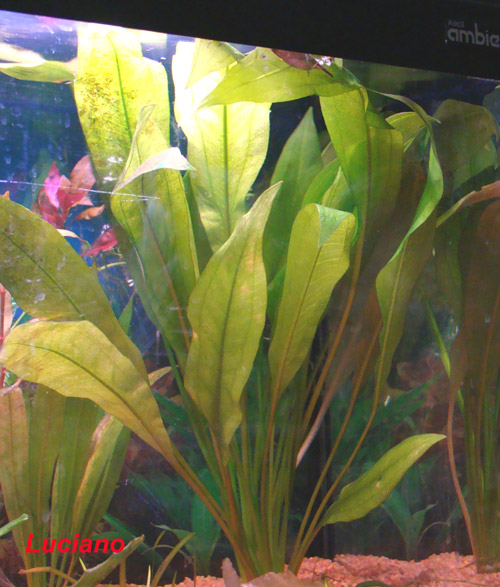 Echinodorus bleheri