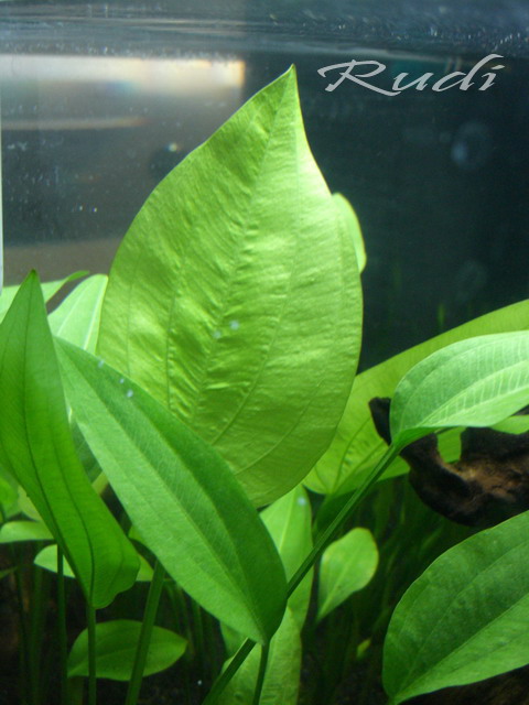 Echinodorus palaefolius