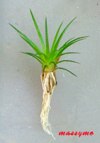 Eriocaulon cinereum