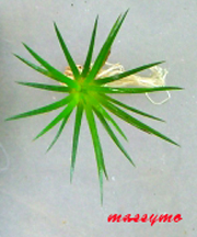 Eriocaulon cinereum