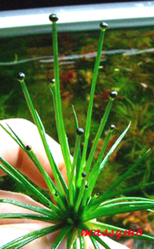 Eriocaulon cinereum