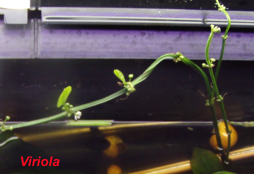 Echinodorus bleheri